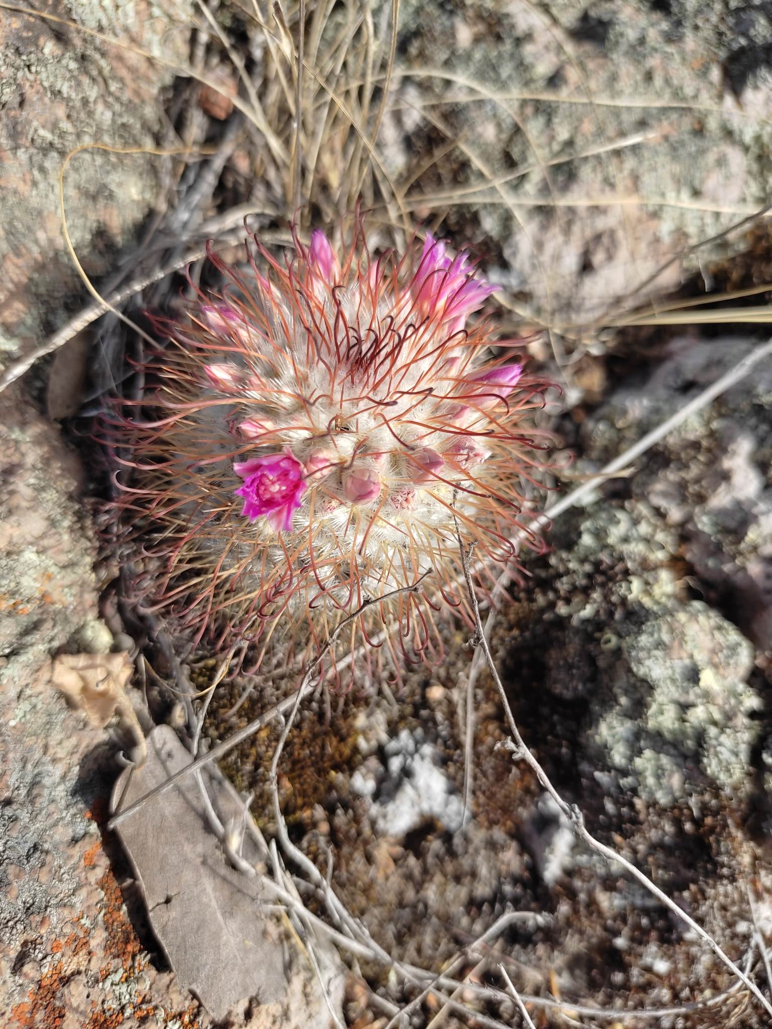 Mammillaria bombycina